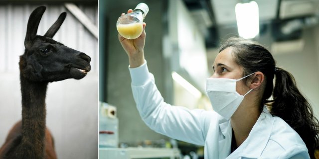 Lhama usada pelo centro do programa de pesquisa é uma fêmea de quatro anos chamada Winter