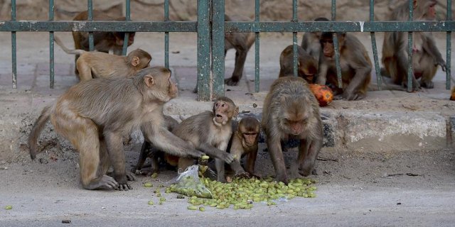 Macacos geram problemas na Índia