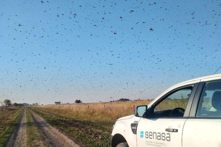 Grupo de insetos migrou para o Oeste da província de Corrientes no início da tarde desta quinta-feira