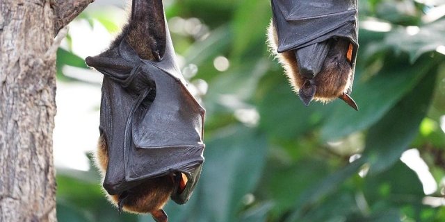 Equipe de pesquisadores analisou a sequência genética de 781 coronavírus encontrados em morcegos na China